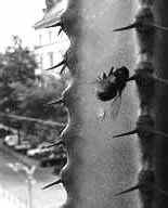selbstmord_einer_stubenfliege