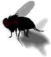 selbstmord_keiner_stubenfliege