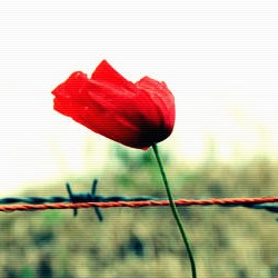 Mohnblume