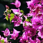 sinne_blumen