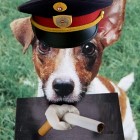 Hund