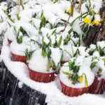Mutter Februar
