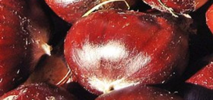 Kastanien (Foto: Andrejj)