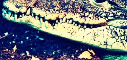 Crocodile (Foto: Ltshears, PD)