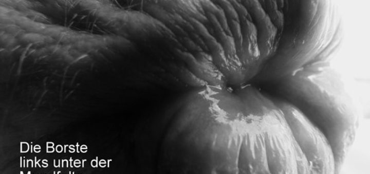 Hanna M. Scotti: Die Borste