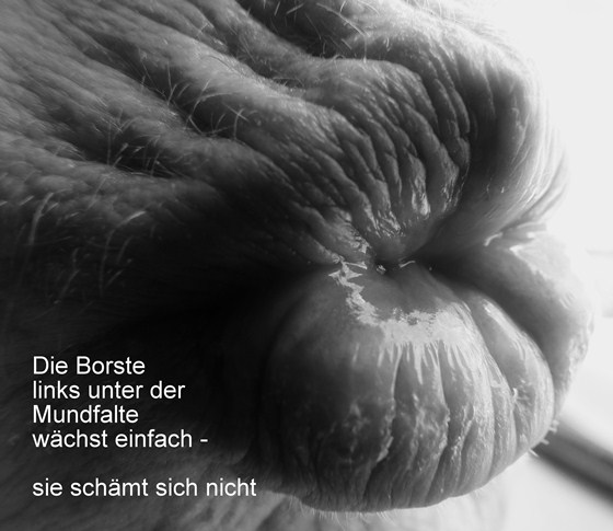 Hanna M. Scotti: Die Borste