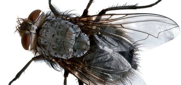 Fliege (Foto: Amada44)