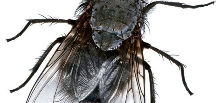 Fliege (Foto: Amada44)