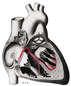 Herz (Bild: Gray's Anatomy of the Human Body, 1918, PD) Herz (Bild: Gray's Anatomy of the Human Body, 1918, PD)