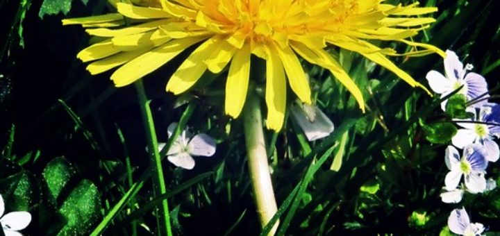 Blume 3250 (Foto: AW)