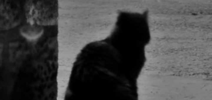 katze (Foto: der.wirt)