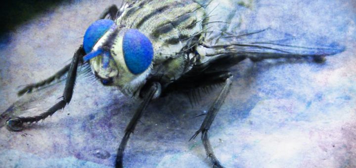 Stubenfliege (Vicki Nunn, CC0, Public Domain)