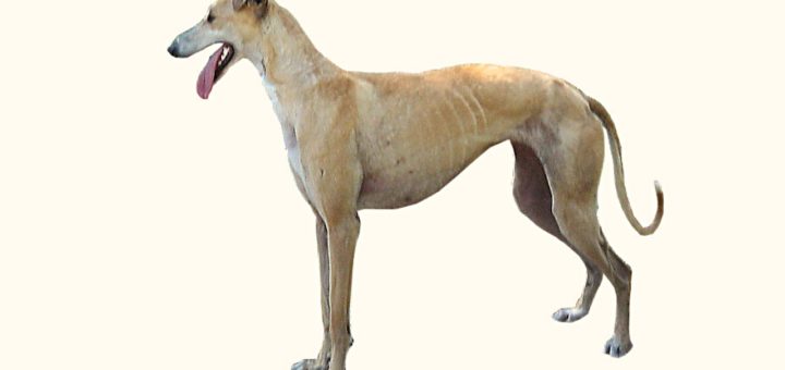 Galgo Español CC0 Desaix83