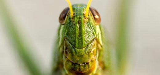 Grashüpfer Heuschrecke