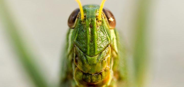 Grashüpfer Heuschrecke