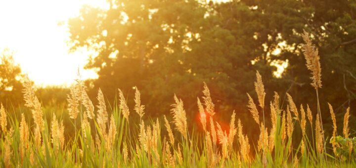 Foto von Dakota Roos auf Unsplash